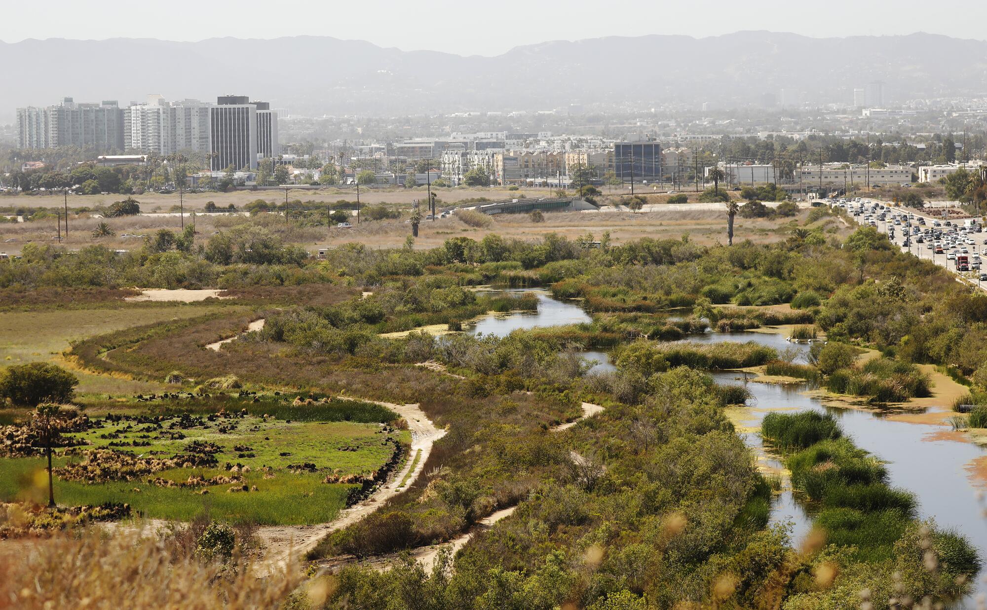 A view of the Ballona freshwater marsh from Bluff Trail Park.