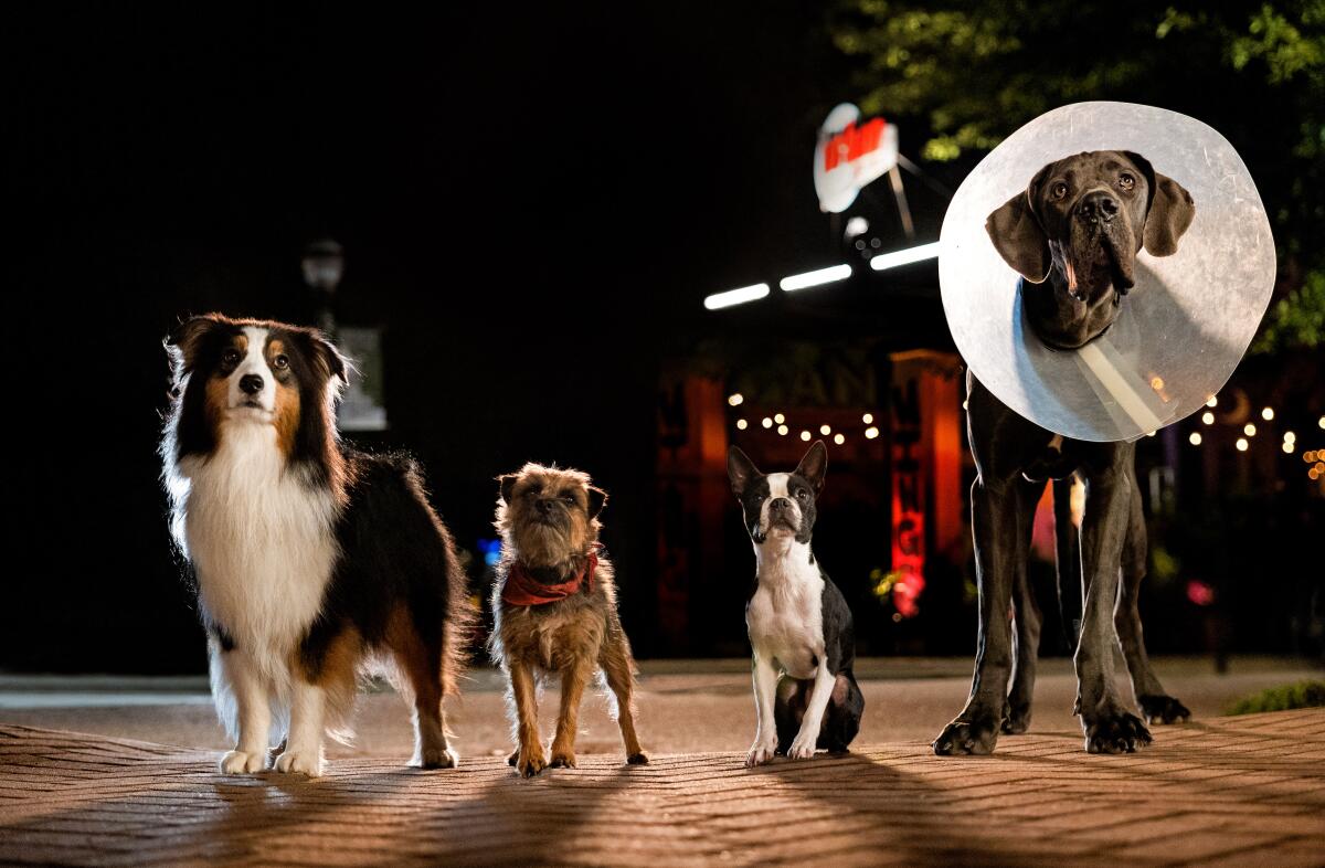 Four dogs stand together outside at night.