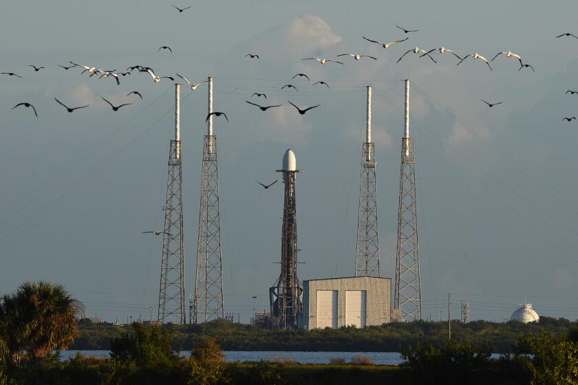 FLORIDA, USA - JANUARY 13: Birds fly past a Falcon 9 rocket carrying the Grizu-263A satellite for Turkey as part of the SpaceX Transporter-3 rideshare mission prior to launching from pad 40 at Cape Canaveral Space Force Station on January 13, 2022 in Cape Canaveral, Florida. The Grizu-263A, which is designed to photograph the earth, is Turkeyâs first mini satellite. (Photo by Paul Hennessy/Anadolu Agency via Getty Images)