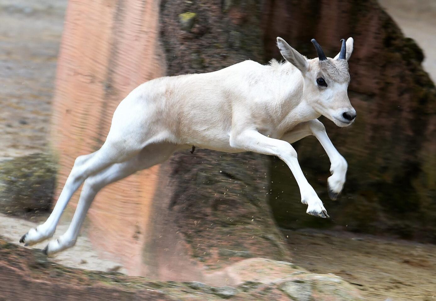 A young white Addax desert antelope jumps around the outdoor enclosure at the zoo in Hannover, Germany, on June 30, 2016. Two baby antelopes were born in the zoo in mid-May. In their African home region, the Addax are critically endangered.