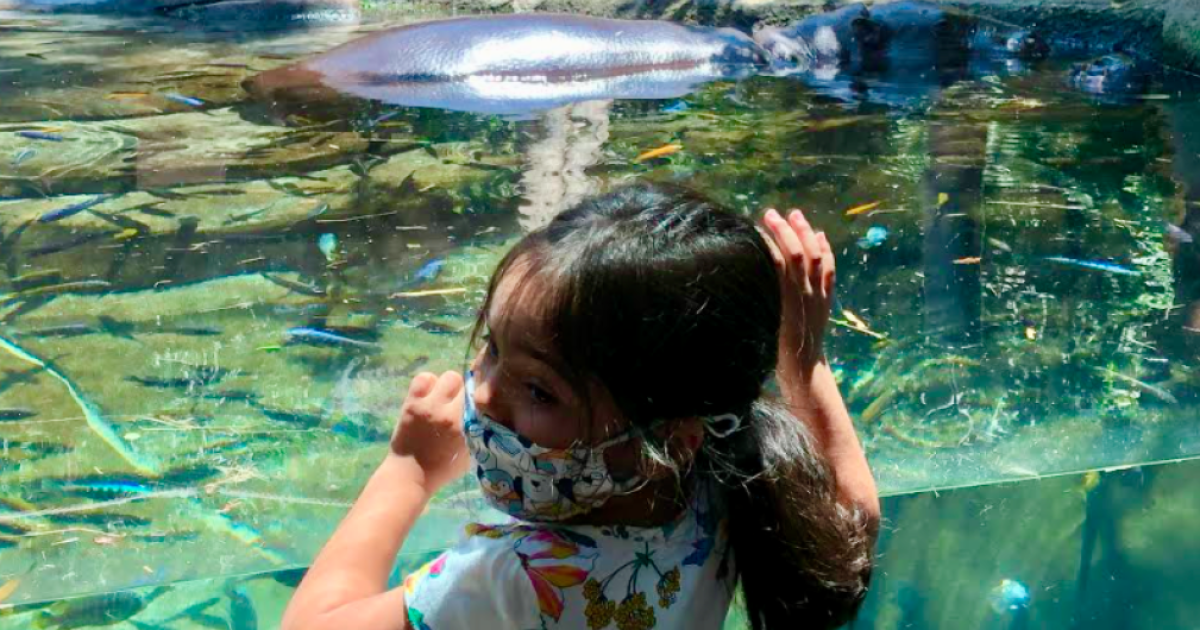 San Diego Zoo Drawing Crowds Again After 3 Month Shutdown Due To Covid 19 The San Diego Union Tribune
