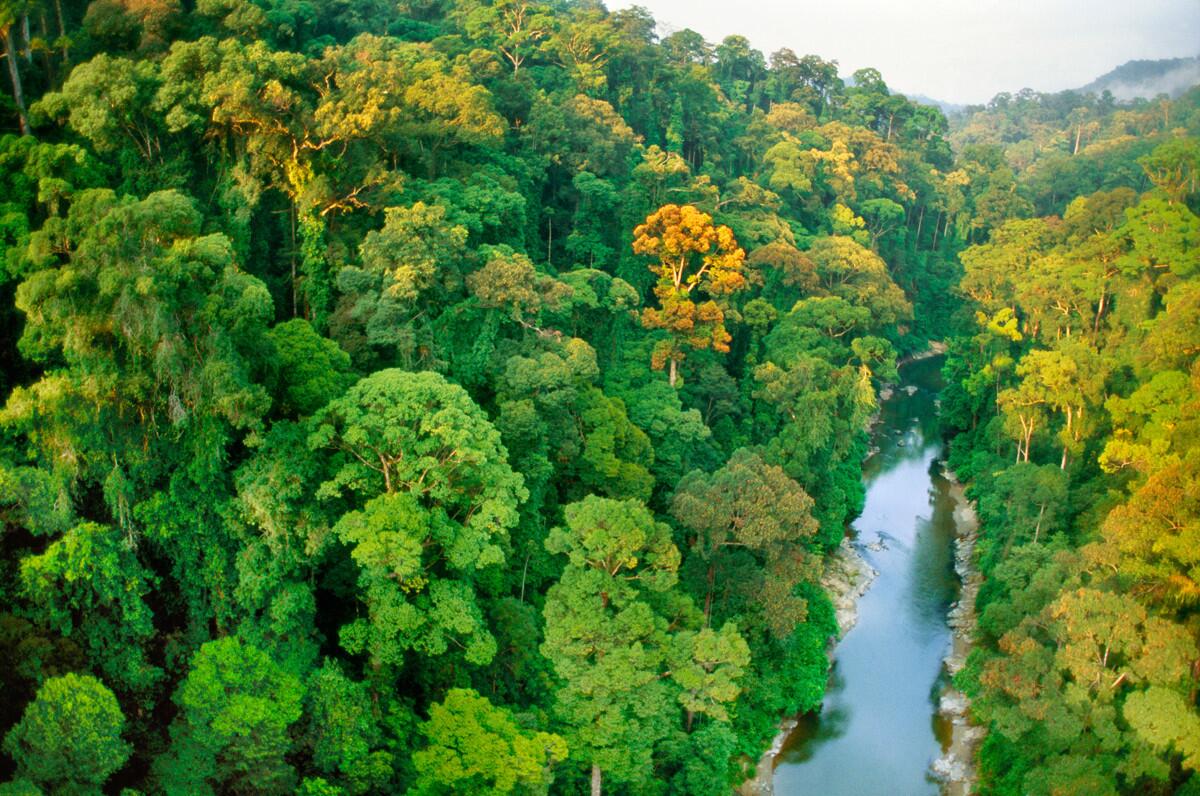 The Malaysian portion of Borneo is known for its wild jungle atmosphere.
