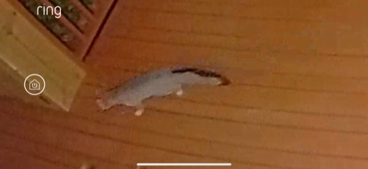 A fox is seen via a La Jolla resident's security camera this month.