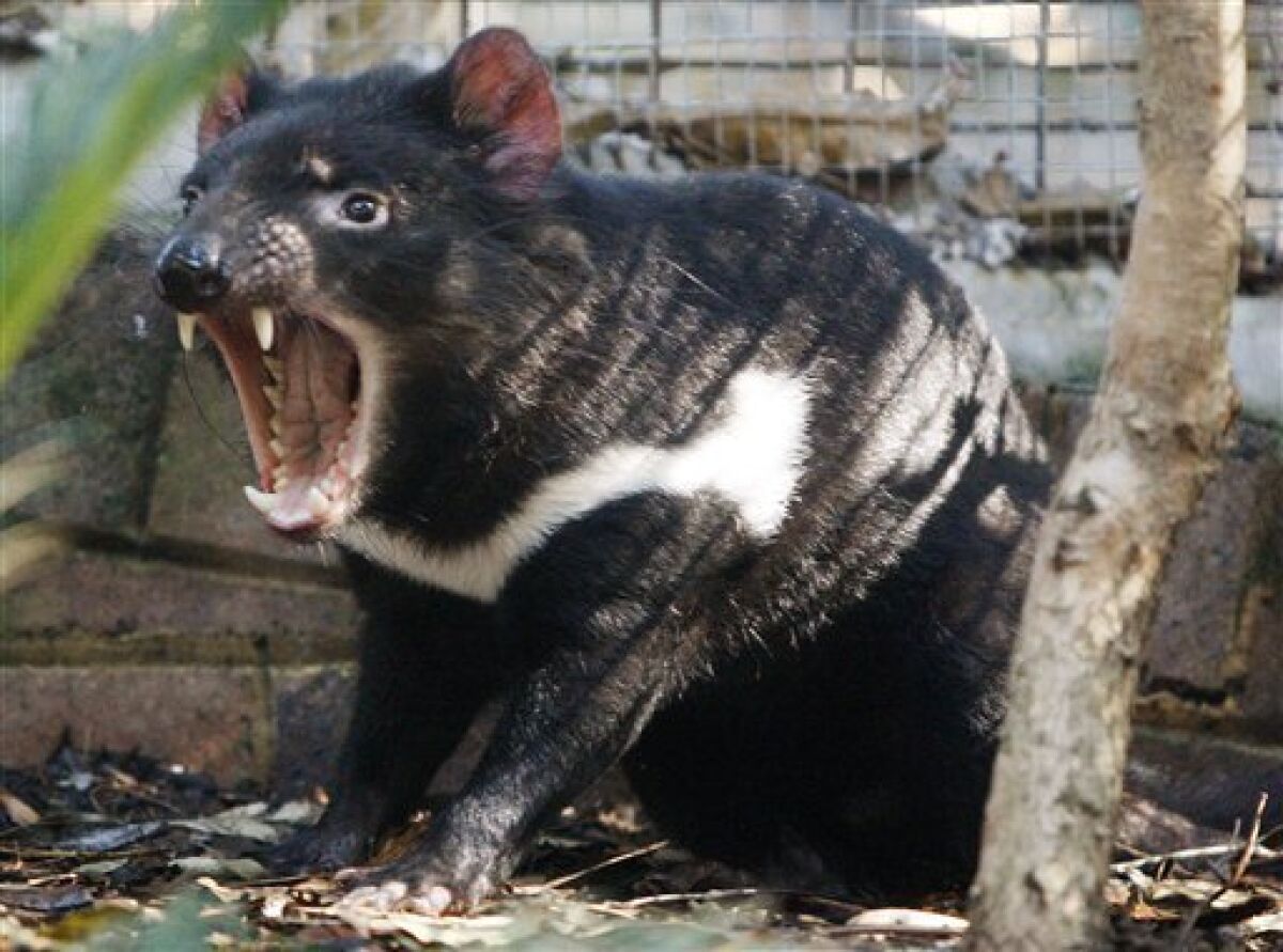 Scientists find clue to killer of Tasmanian devils - The San Diego  Union-Tribune