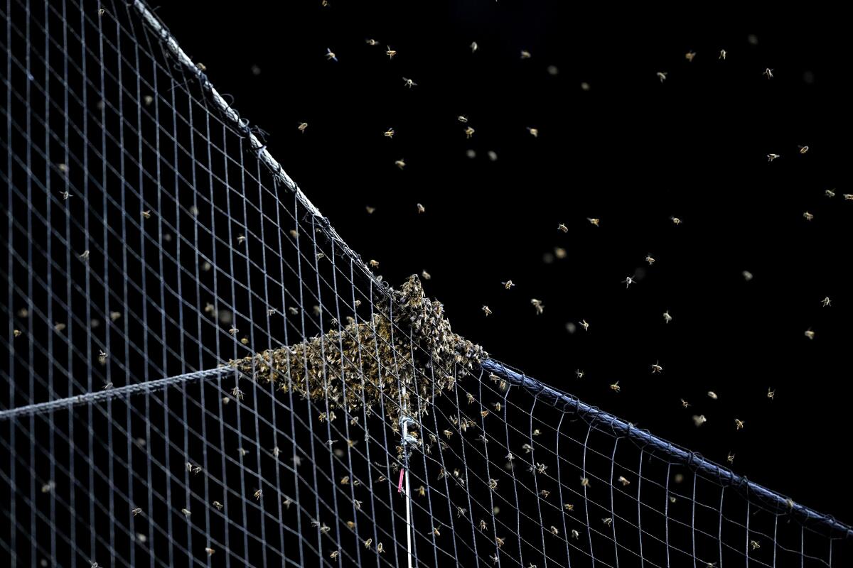 A swarm of bees gather on the net behind home plate in Arizona, delaying the start of the Dodger game.