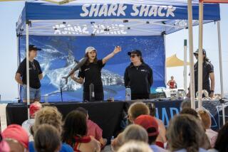 Huntington Beach, CA - July 18: Cal State University Long Beach Shark Lab student assistant Sara Stamos, center, explains shark tracking equipment during a shark education presentation to Huntington Beach Junior Lifeguards at the Huntington Beach Junior Lifeguard Headquarters in Huntington Beach Tuesday, July 18, 2023. Lifeguards are a key part of the education since they interact with the public, and they make decisions about when to order people in in the event of a shark sighting. Shark researchers from Cal State Long Beach Shark Lab have been reassessing the threat posed by sharks to swimmers and surfers at local beaches. Turns out there are a lot more sharks around SoCal than previously realized, and they say they tend to leave people alone. They say that means it's not necessary to call everyone out of the water every time there's a shark sighting. It's a hard message for people to digest. (Allen J. Schaben / Los Angeles Times)