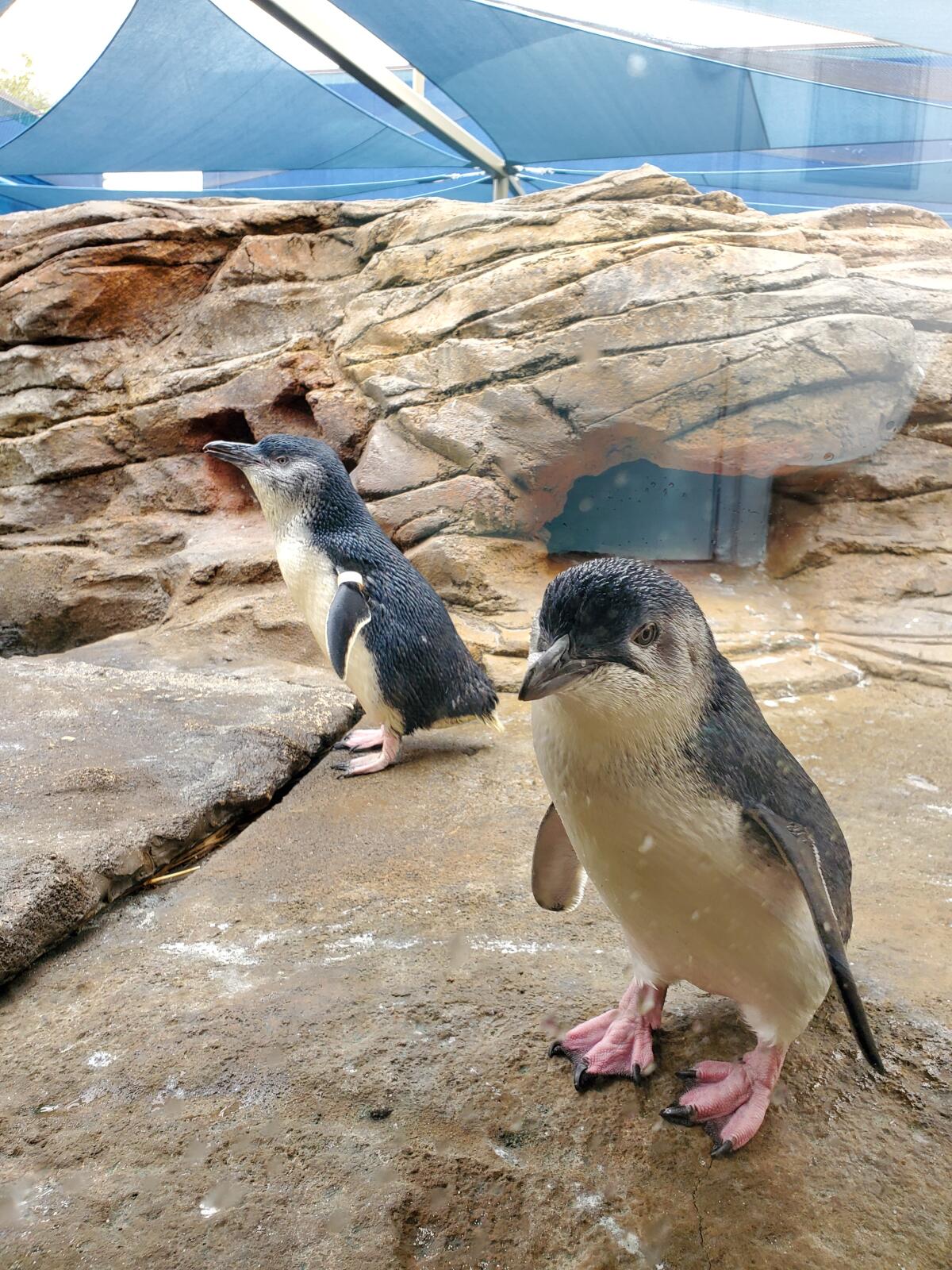 A couple of little blue penguins introduce themselves at La Jolla's Birch Aquarium.