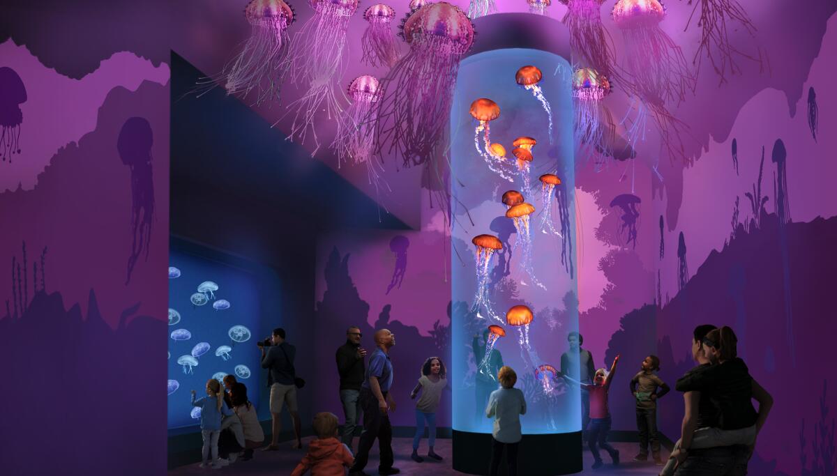 Rendering of “Jewels of the Sea: The Jellyfish Experience exhibit," which will open this year at SeaWorld San Diego.