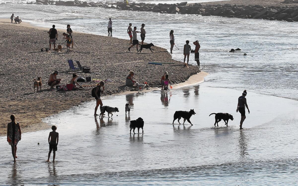 The city of Newport Beach is asking residents to complete a survey to see if the city should patrol and enforce leash laws on a stretch of beach controlled by the county near the mouth of the Santa Ana River. For years, residents have used the area as a place to allow their dogs to run off leash at the beach. But now, neighbors are starting to complain.