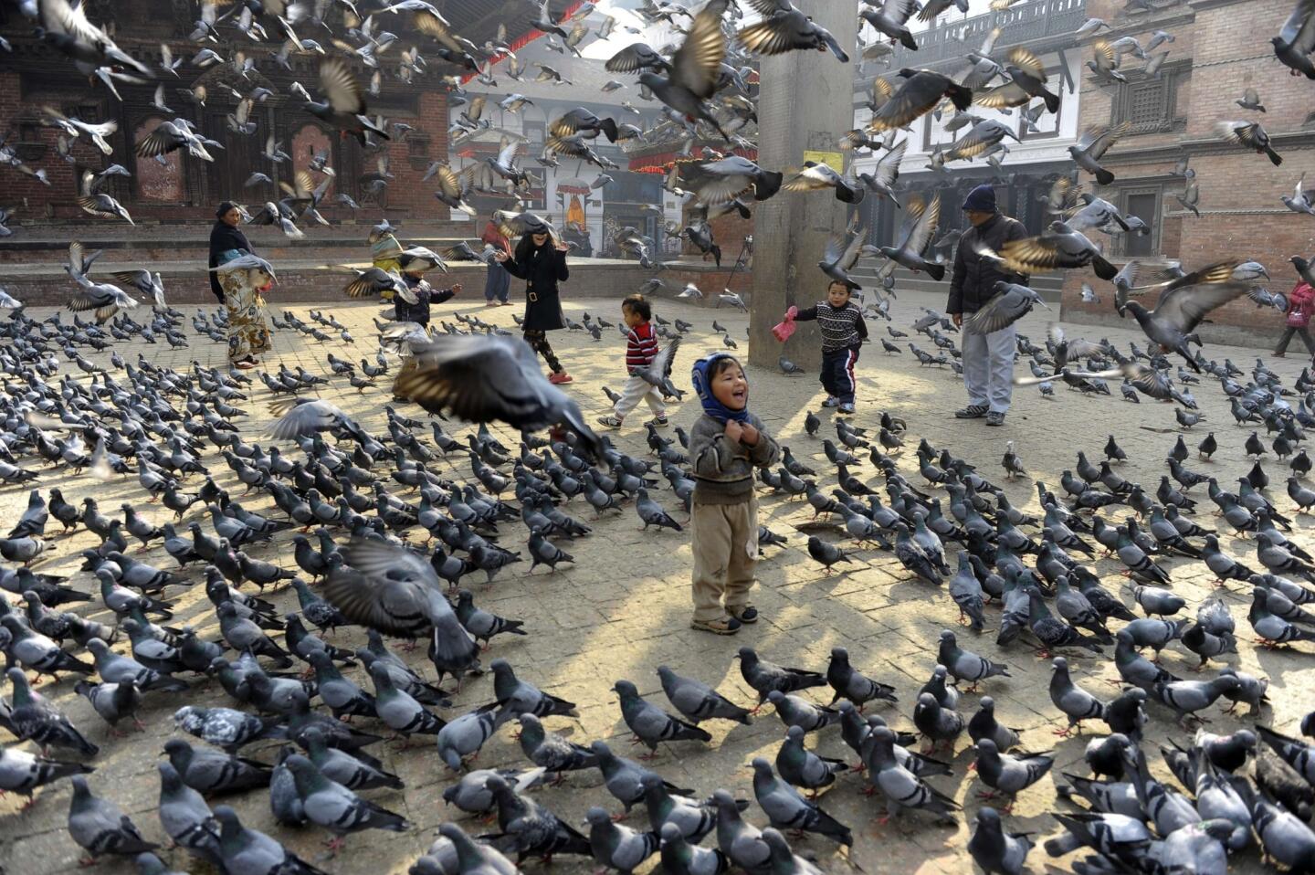 Feeding pigeons, and more pigeons