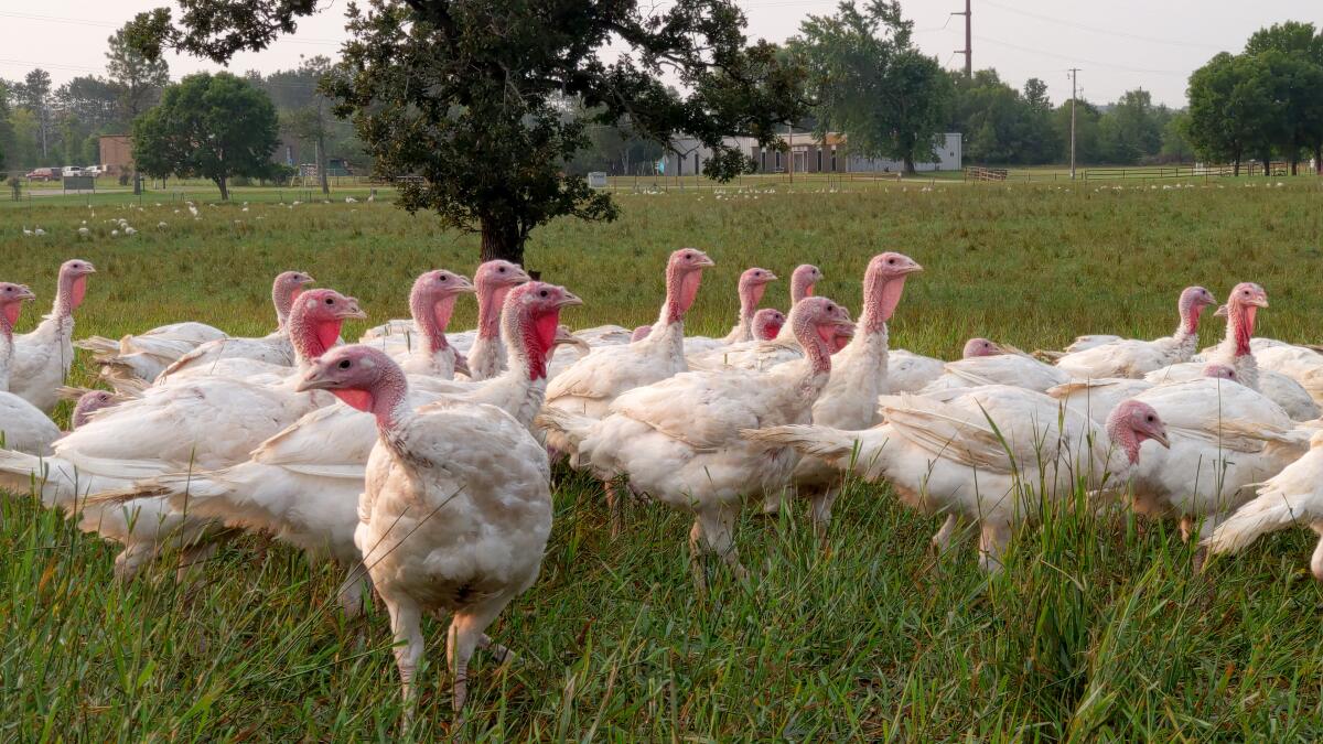 Pasture-raised turkeys have a diet closer to what the fowl ate before they were domesticated.