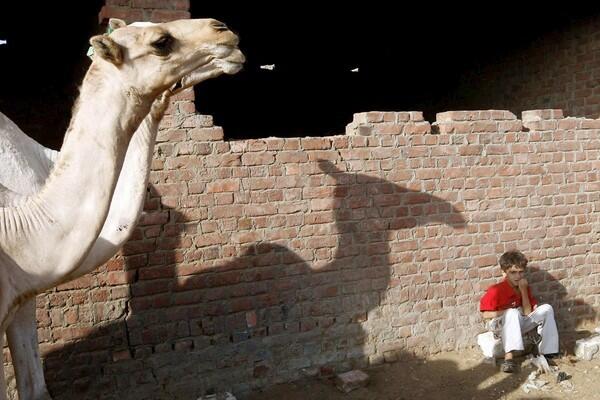 Egyptian camel market