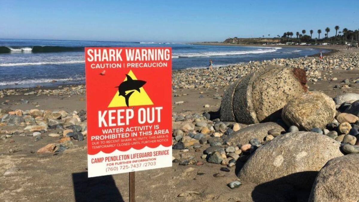 San Diego Closes Popular Beach for Seven Years to Protect Sea Lions, Smart  News