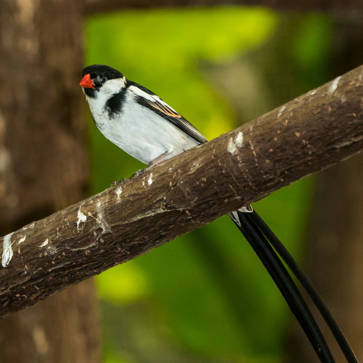 Pin-tailed whydah with orange beak and white breast.