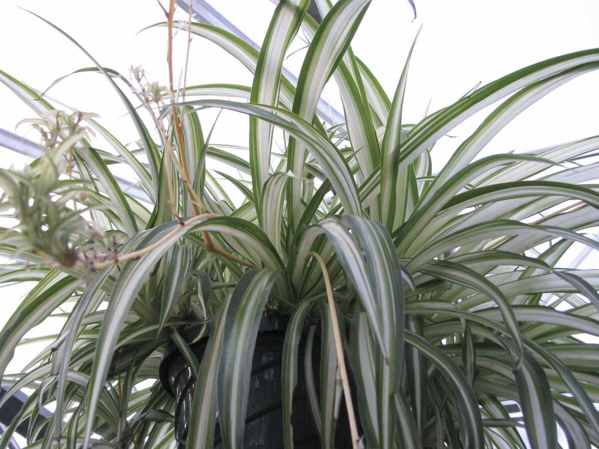 Chlorophytum comosum, spider plant