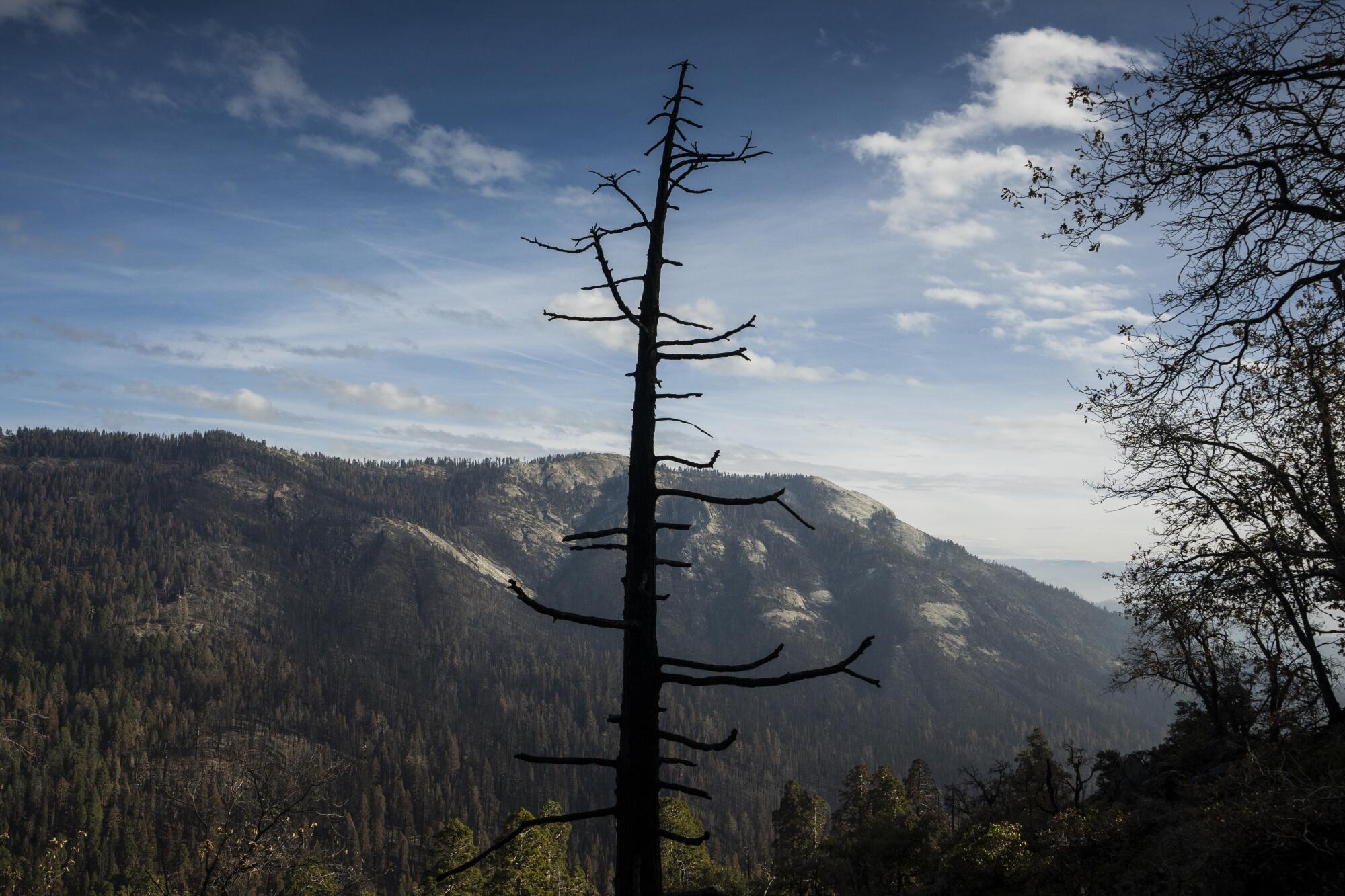 A burned tree silhouetted against distant mountains.