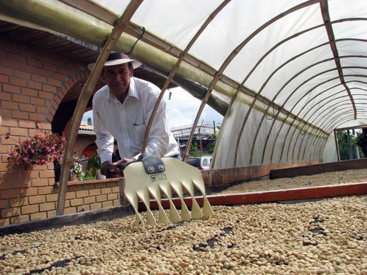 Luis Alirio Rios spreads coffee cherries for drying at his farm near Manizales, Colombia.