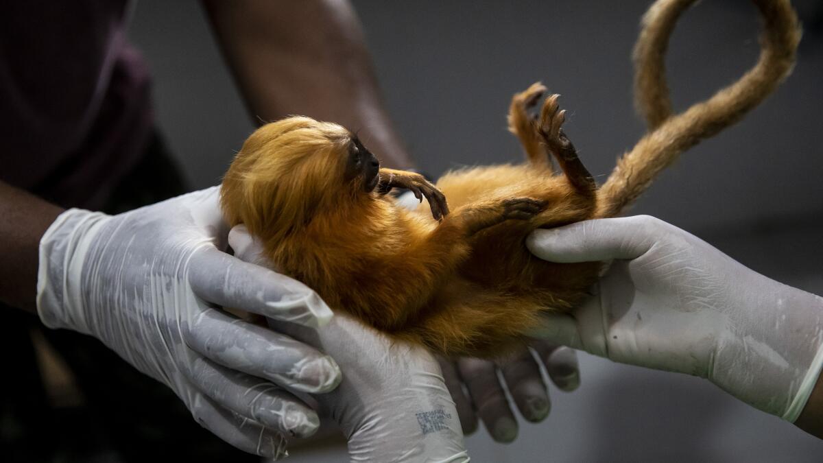 Monos vacunados contra la fiebre amarilla : Revista Pesquisa Fapesp