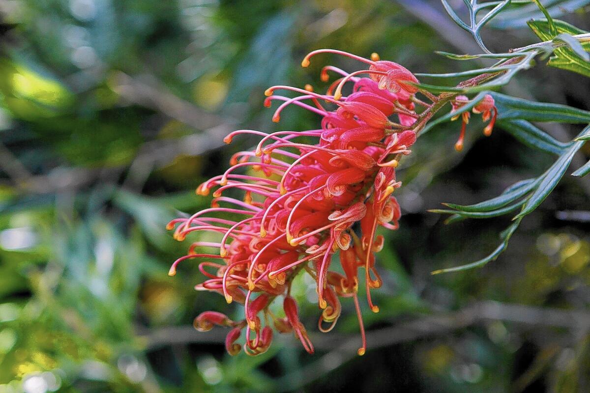 Jose Manzo, manager of Seaside Gardens Nursery in Carpinteria, recommends grevillea, an Australian protea relative in flowering shrub and tree forms, for the dry garden.