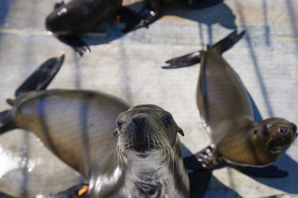 Sea lion known for wandering freeways has been euthanized - Los Angeles