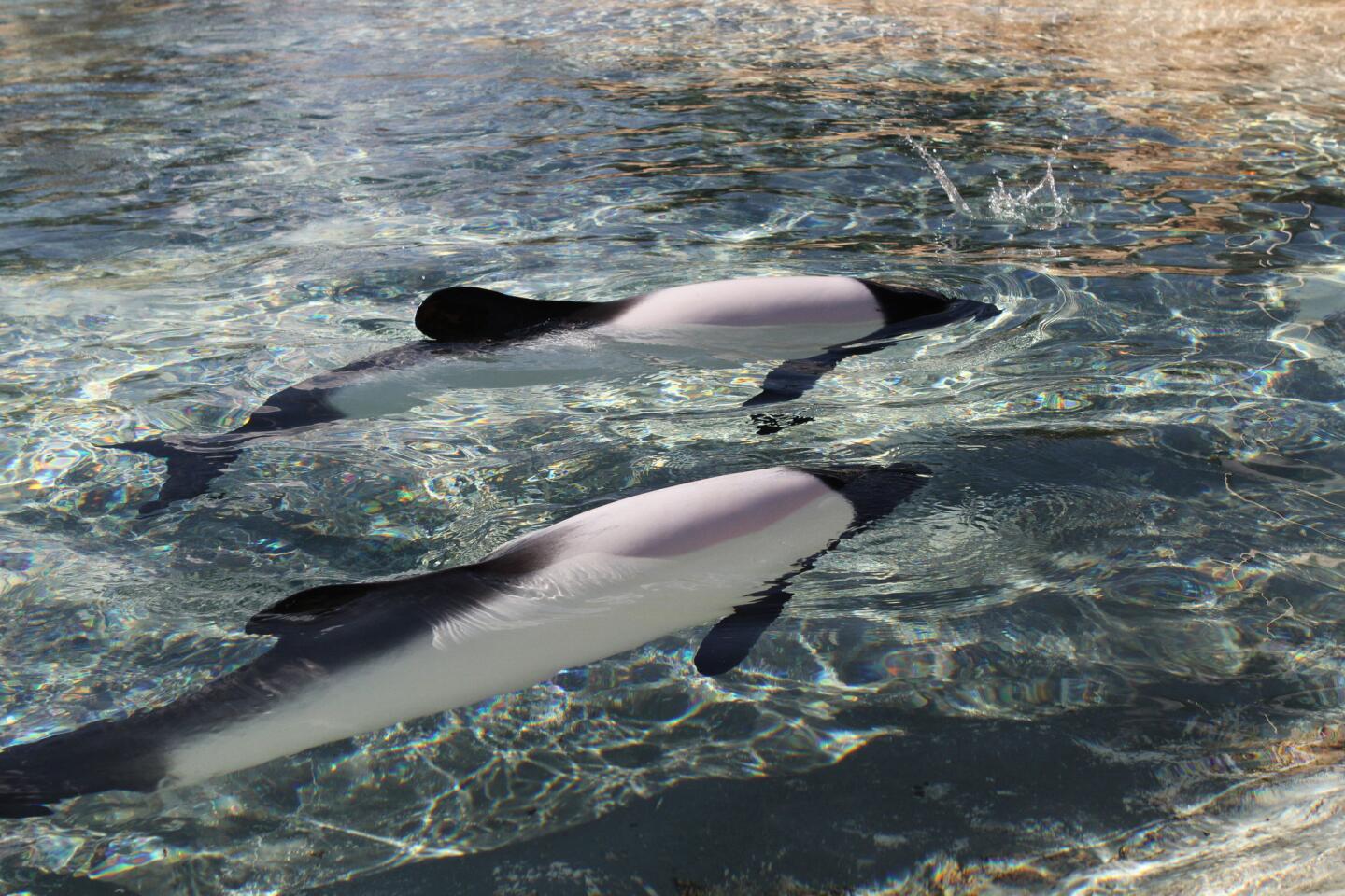 Commerson's dolphins at SeaWorld‚Äôs Aquatica water park. The small, quick dolphins with penguinlike markings are rare to see in captivity. January 25, 2016 (Rich Pope, Orlando Sentinel)