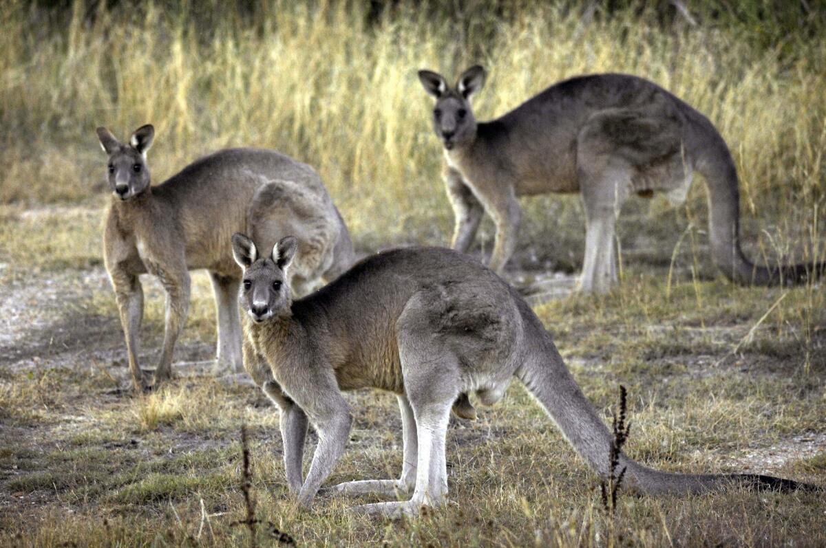 Grey kangaroos feed on grass near Canberra, Australia.