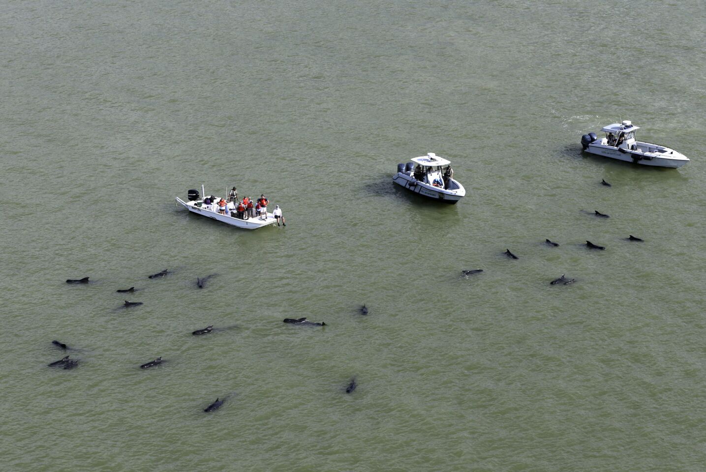 Officials in boats monitor the scene where dozens of pilot whales are stranded in shallow water in a remote area of Florida's Everglades National Park, Wednesday, Dec. 4, 2013.