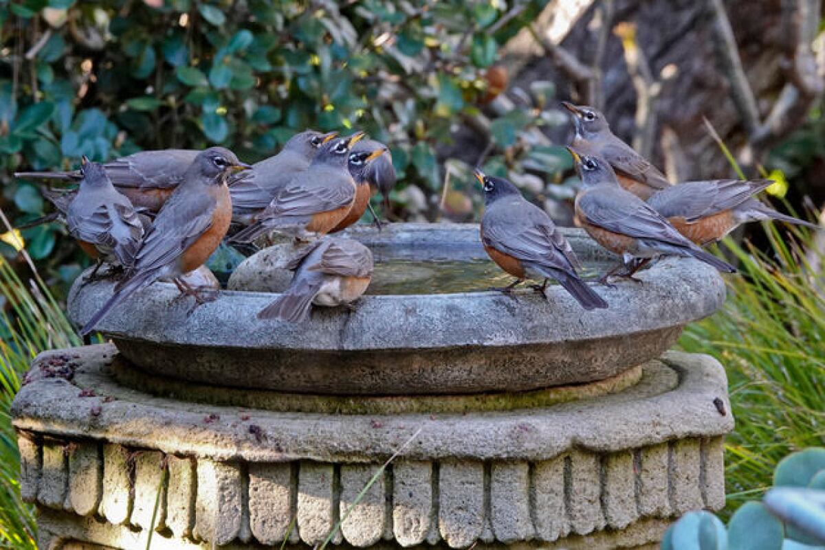 Robins gather at a water feature in a yard in Point Loma.