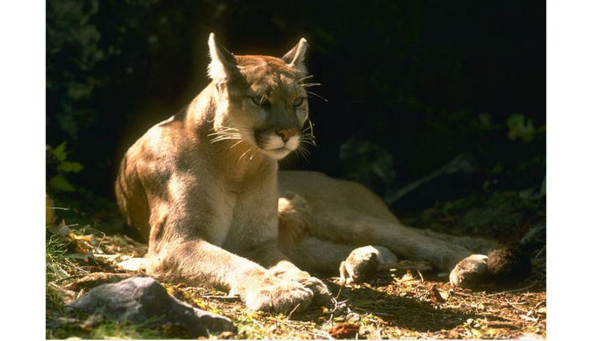 A mountain lion is shown resting in this file photo. On Sunday, a mountain lion attacked a 6-year-old girl on a Santa Clara County trail near Cupertino.