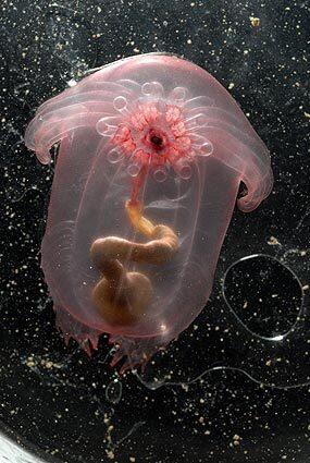 Sea cucumber