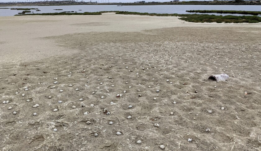 Photo of some 3,000 elegant tern eggs that were recently abandoned on a nesting island at the Bolsa Chica Ecological Reserve