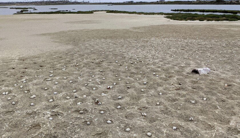 Some 1,500 to 2,000 elegant tern eggs recently abandoned at the Bolsa Chica Ecological Reserve