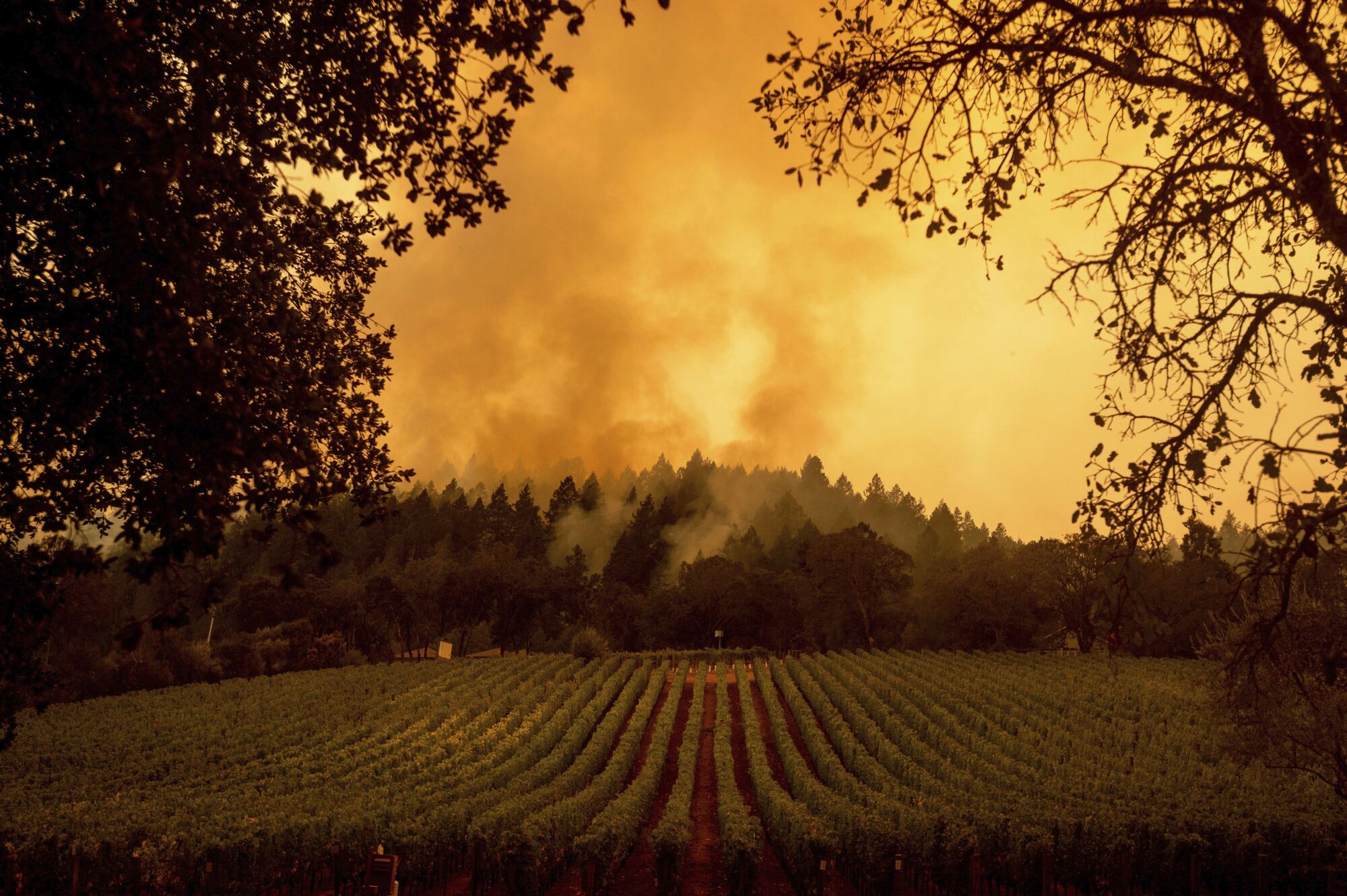 Smoke rises over a Northern California vineyard. 