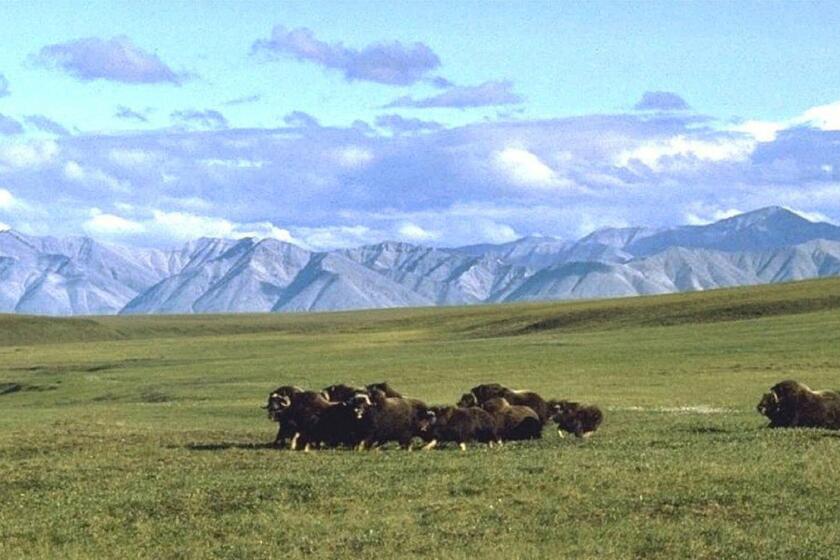 A small herd of musk oxen in the "1002" area of the refuge's coastal plain.