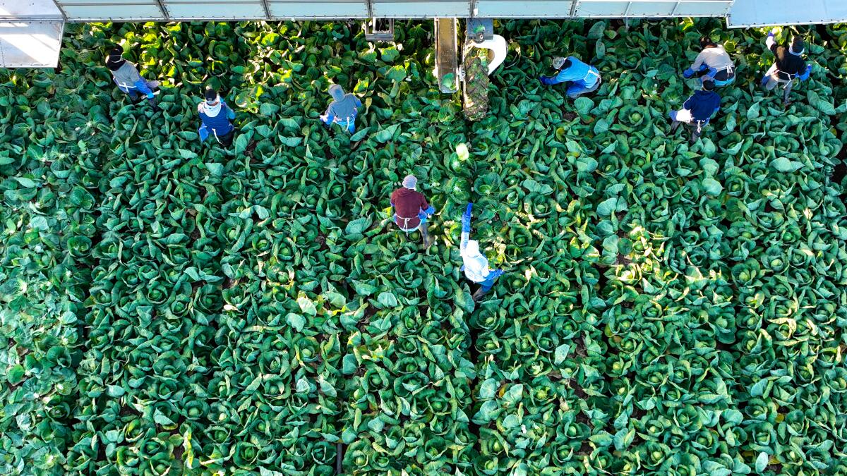 An aerial view of farmworkers in a field of cabbages