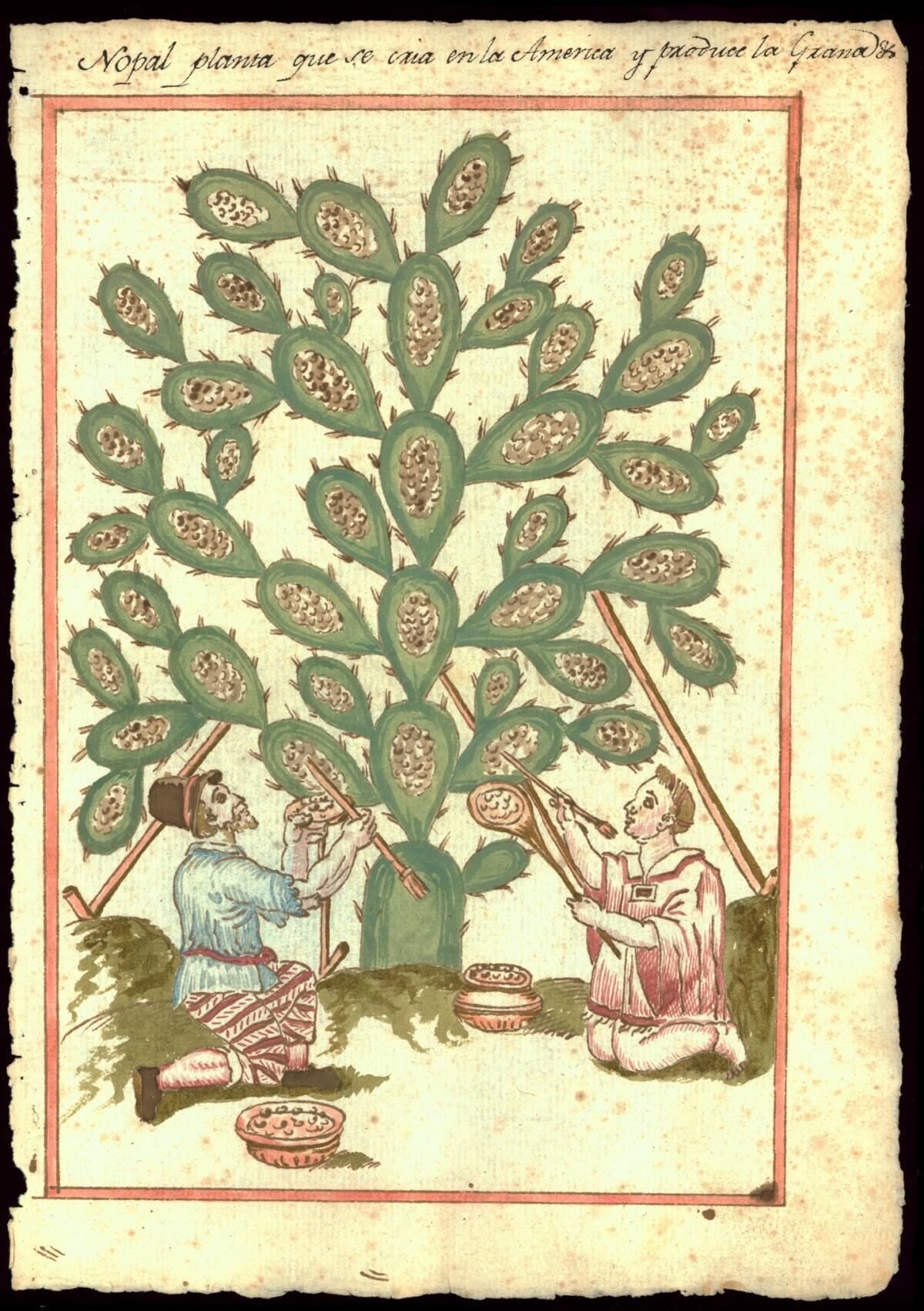 A 17th century depiction of a nopal from a book — part of "Visual Voyages," on view at the Huntington. (Newberry Library, Chicago)