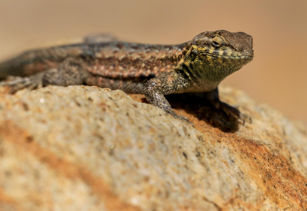 A side blotched lizard suns itself on a rock in Joshua Tree National Park.