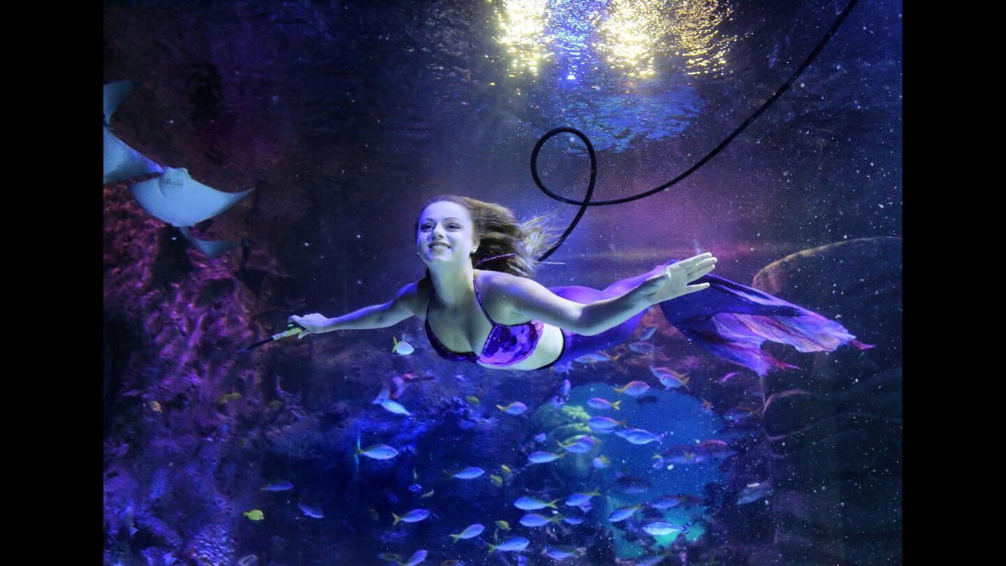 Weeki Wachee's mermaids guest star at Sea Life Orlando Aquarium