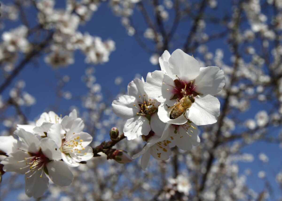 Bees are an integral part of California's nearly $3–billion–a–year almond industry. A honey bee pollinates a flowering almond tree in Lost Hills, Calif.