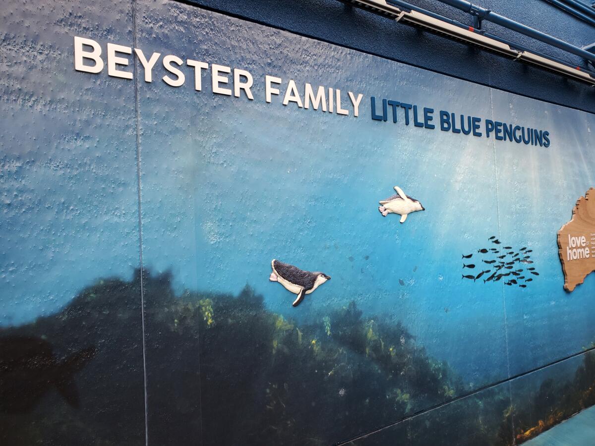 The Beyster Family Little Blue Penguins exhibit opened in July at Birch Aquarium in La Jolla.