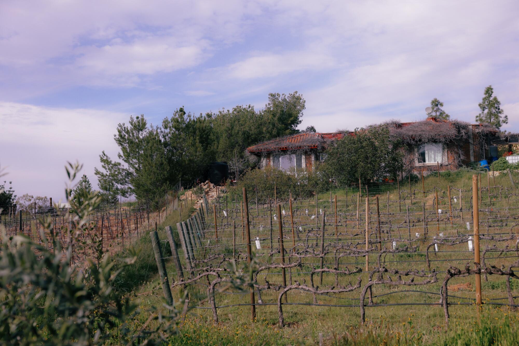 A building at the top of a hill surrounded by vineyards.