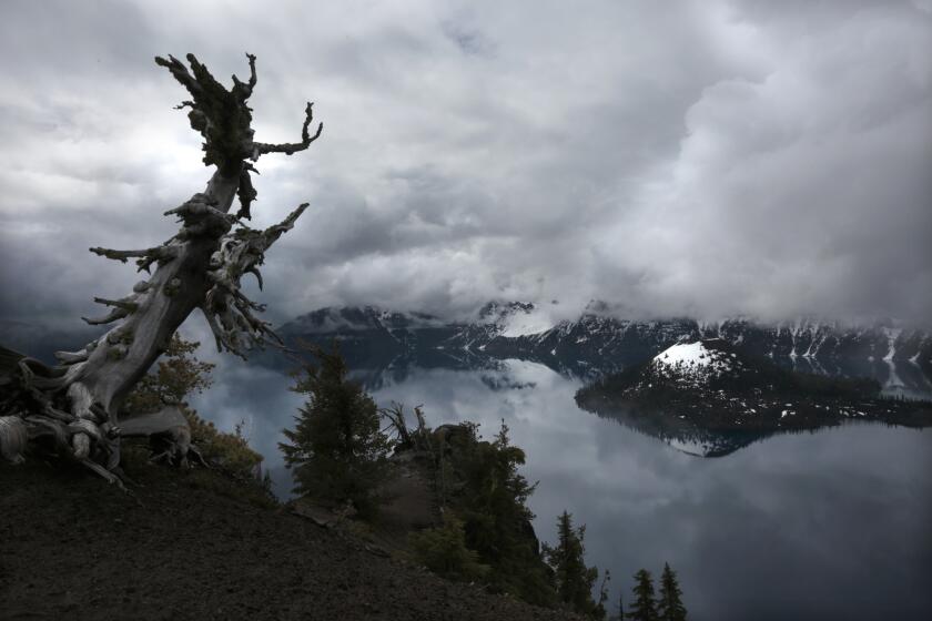 An old, weathered tree stands like a sentinel at Watchman Overlook high above Crater Lake in Oregon.