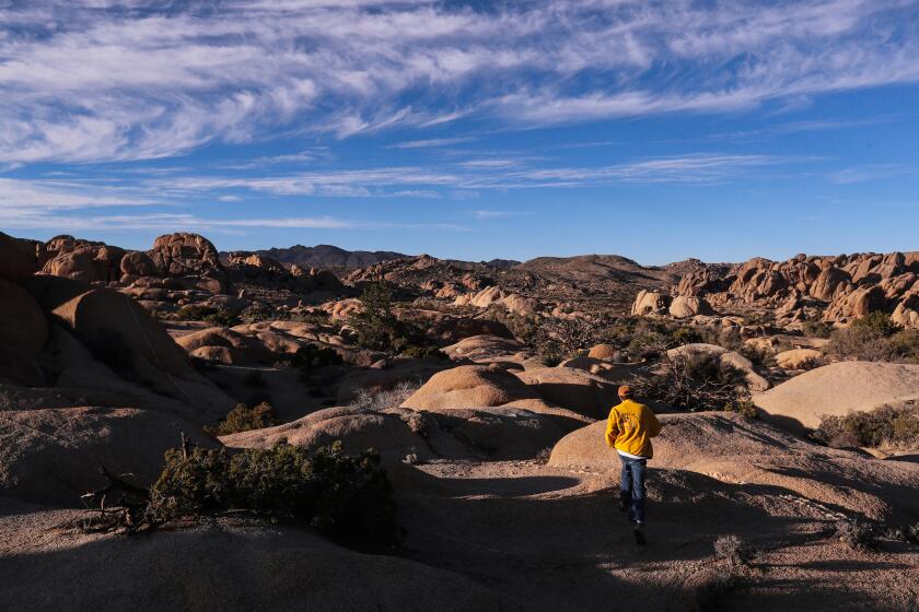 A hiker climbs on rocks at sunset in Joshua Tree National Park on Wednesday, Jan. 26, 2022.