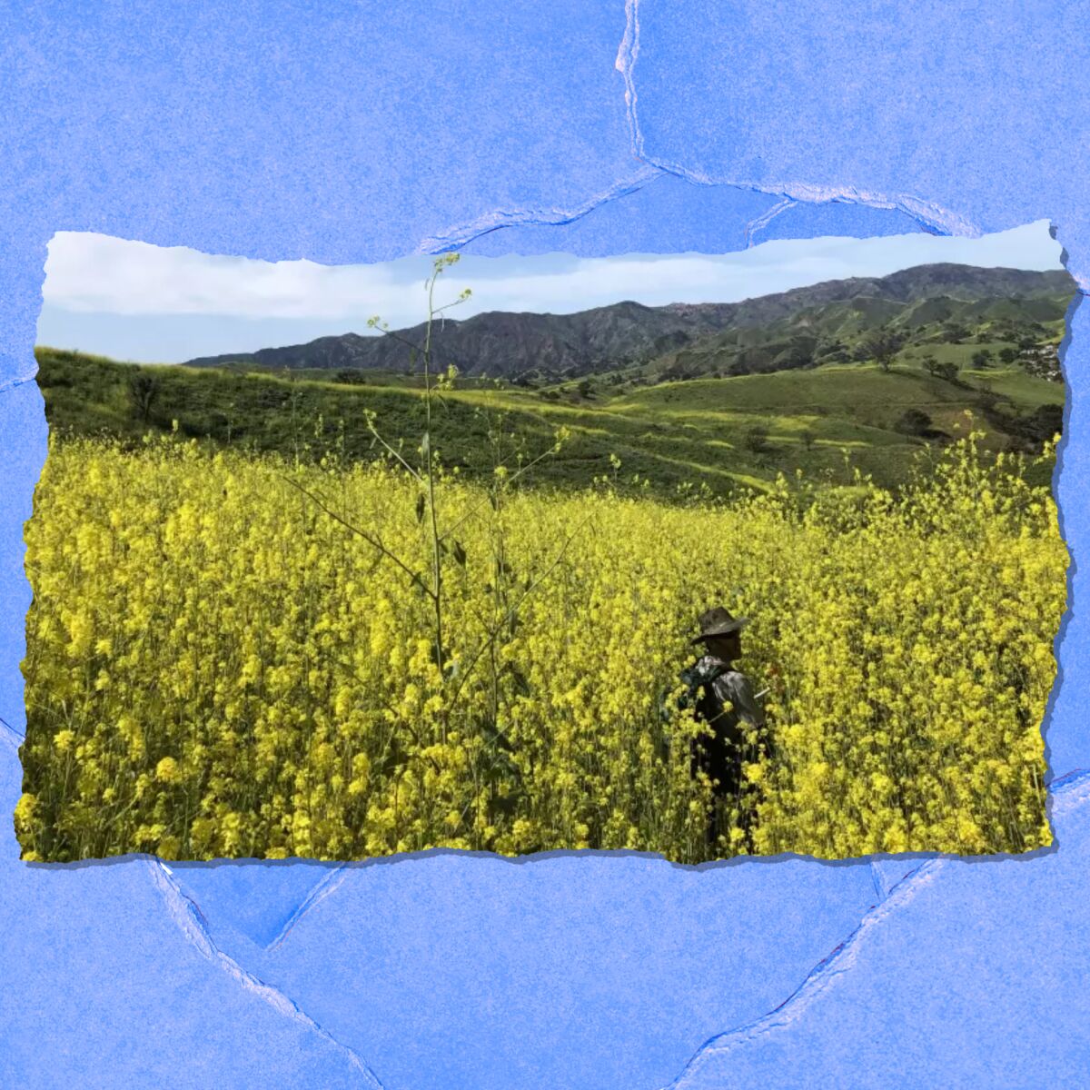 Wild mustard in the Santa Monica Mountains.