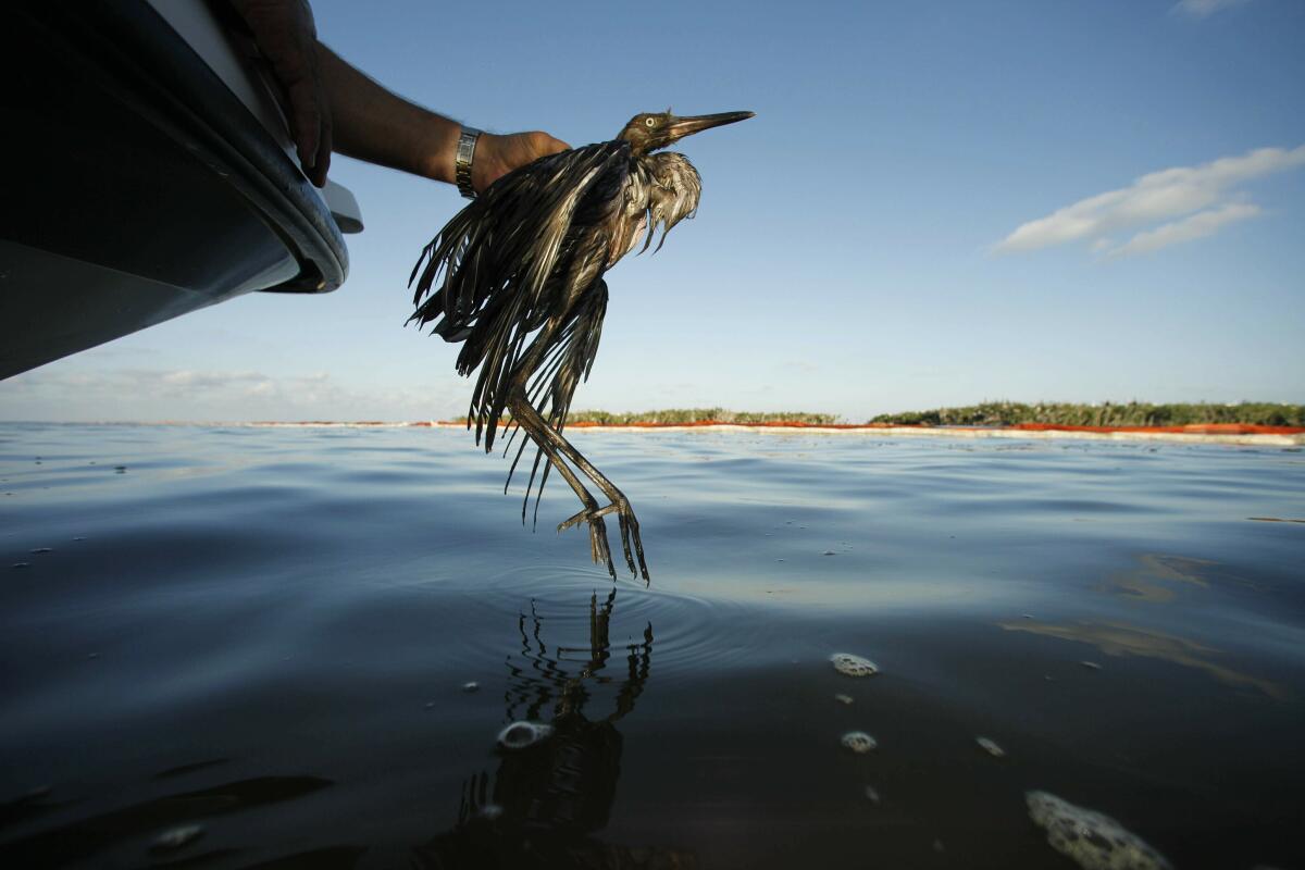 P.J. Hahn, rescata una ave cubierta de petróleo de las aguas de la bahía Barataria, en Luisiana. 