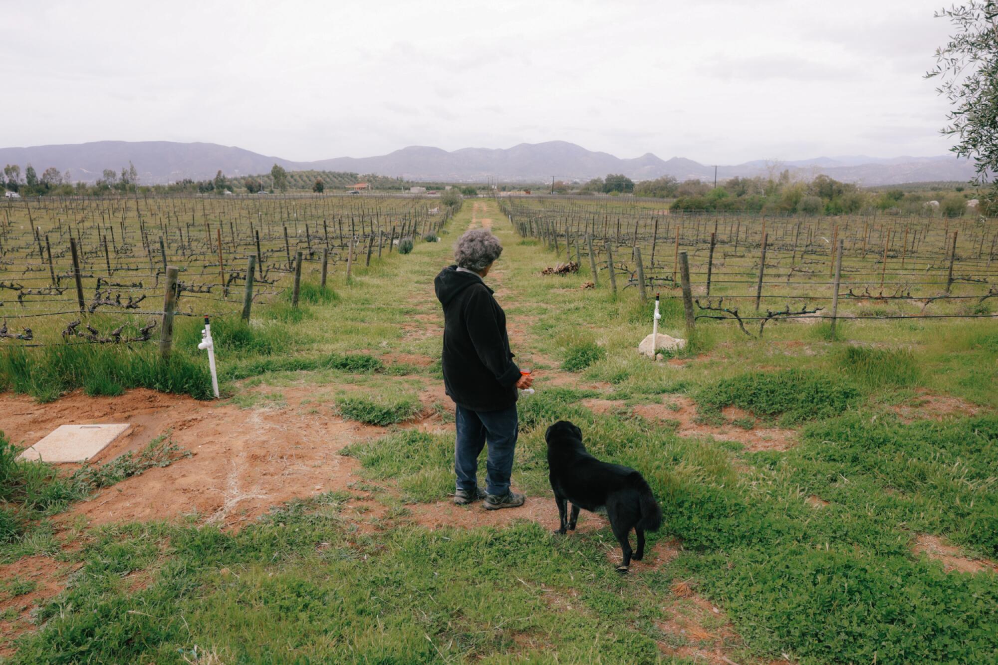 A woman and a dog stand between rows of grapevines 