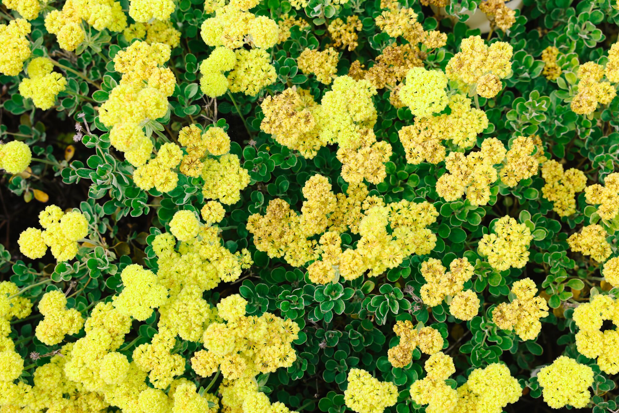 Yellow Sulphur Buckwheat