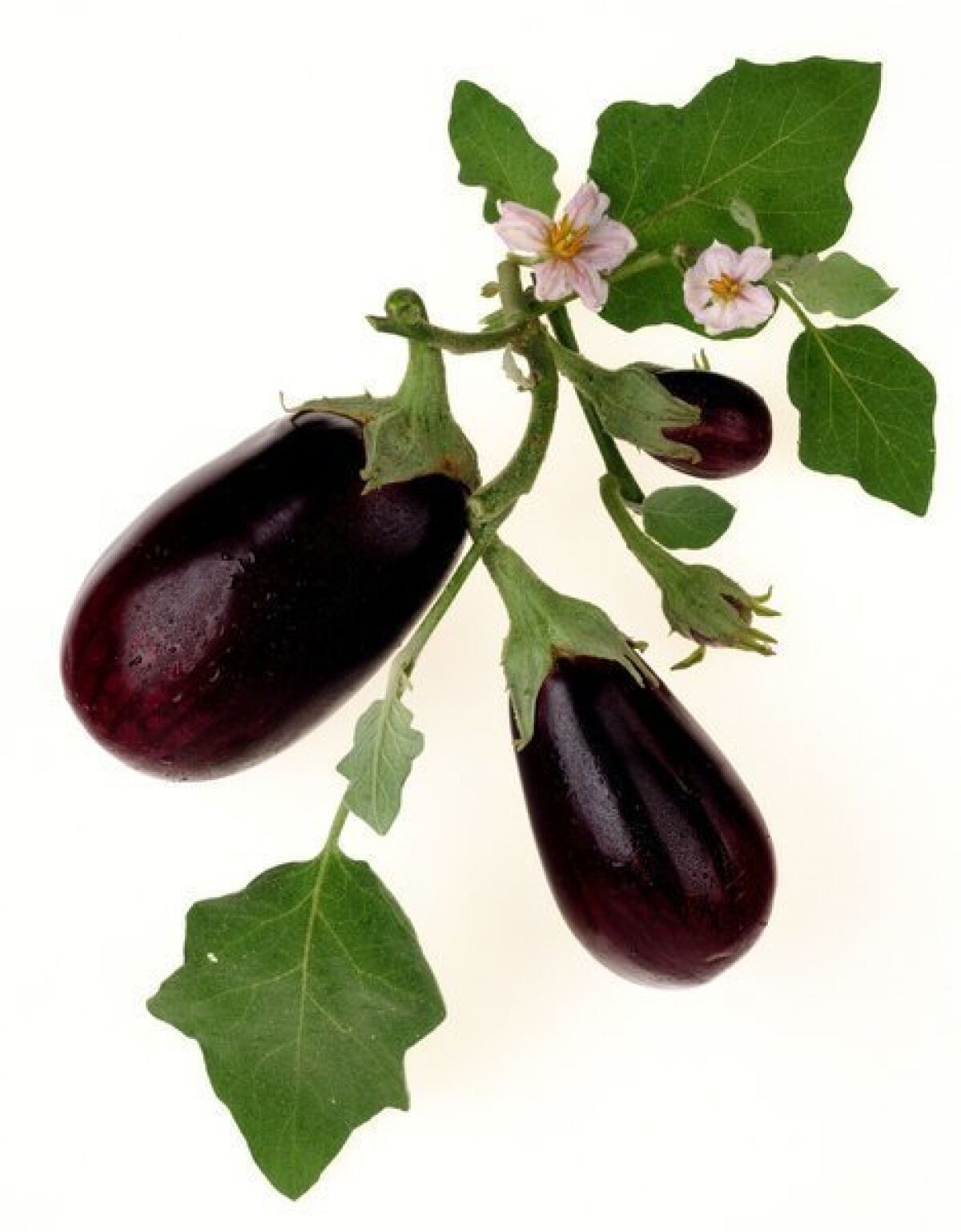 With proper pruning and feeding, eggplant can be grown as a perennial, though gardeners should be prepared for harvests to decline eventually.