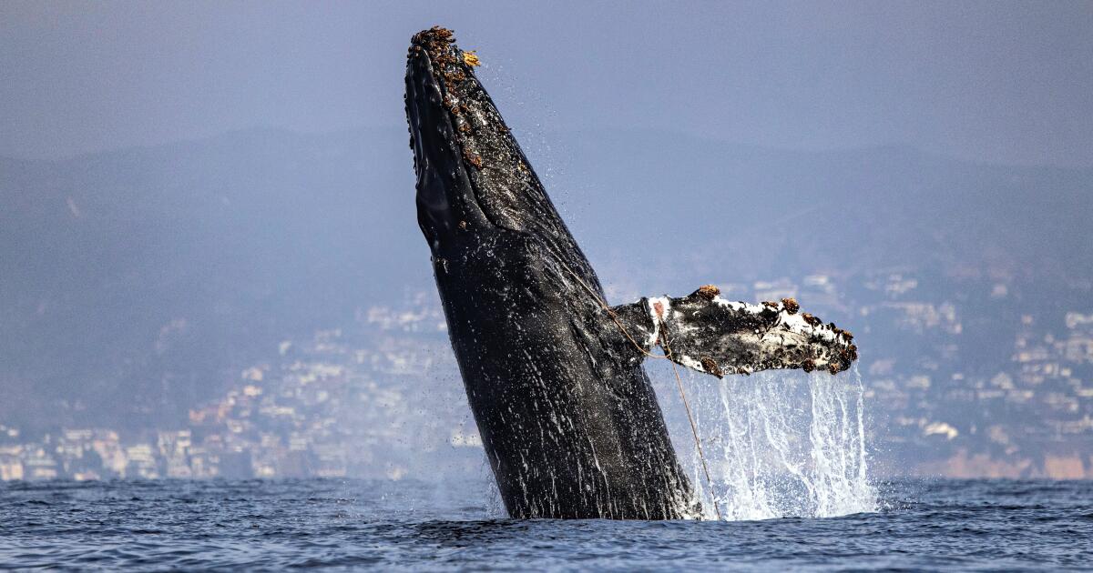 A rescue crew tried to untangle a humpback in Newport Beach. The whale has not been spotted since