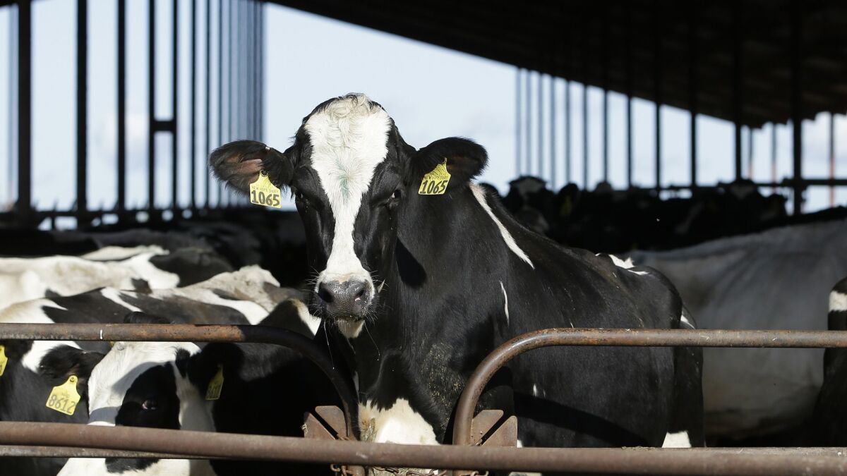 Cows are seen at a dairy in Galt, Calif. Gov. Gavin Newsom wants to impose new taxes and fees on water customers as well as animal and dairy farms to pay for cleaning up toxic drinking water, particularly in low-income farmworker communities.